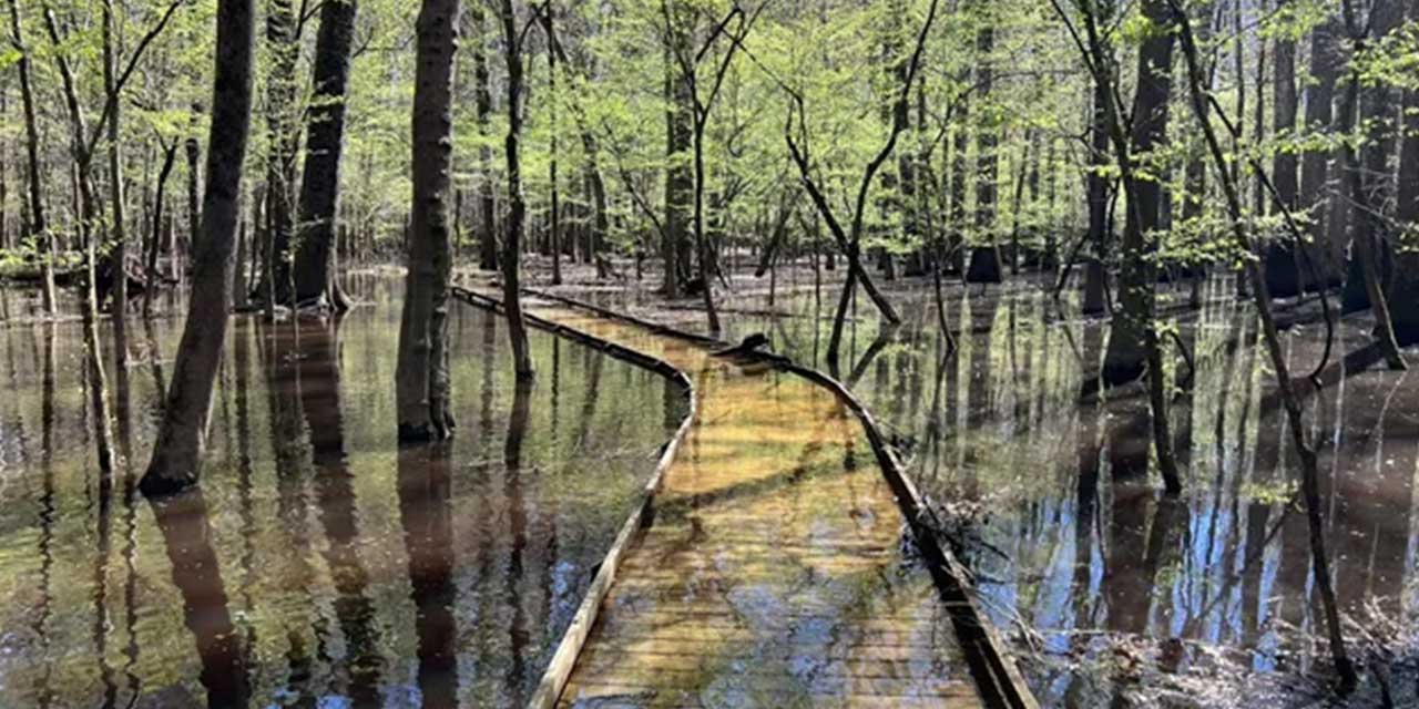 Congaree National Park landscape