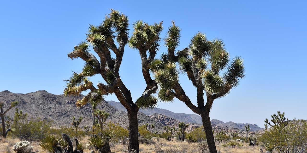 Joshua Tree National Park landscape
